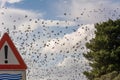 Flosk of Starling in November in Italian Countryside Royalty Free Stock Photo