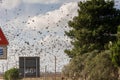 Flosk of Starling in November in Italian Countryside Royalty Free Stock Photo