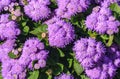 Floss flower Awesome leilani blue or ageratum blue bouque Royalty Free Stock Photo