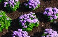 Floss flower Awesome leilani blue or ageratum blue bouque Royalty Free Stock Photo