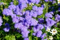 Floss flowers purple bloom in garden in sunlight Royalty Free Stock Photo