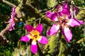 Floss silk tree blooming flowers closeup