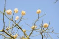 Floss-silk tree with cotton-balls