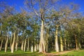 Floss Silk trees in Jardin del Real Viveros of Valencia, Spain