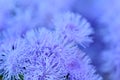 Floss violet flower Ageratum houstonianum park. Ageratum garden violet flower closeup Royalty Free Stock Photo