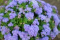 Flossflower Ageratum houstonianum in garden Royalty Free Stock Photo