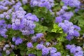 Flossflower Ageratum houstonianum in the garden, Granada region, Spain. Purple flowers ageratum i Royalty Free Stock Photo