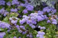 Flossflower Ageratum houstonianum in the garden, Granada region, Spain. Purple flowers ageratum i Royalty Free Stock Photo