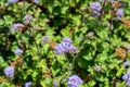 Flossflower, Bluemink or Blueweed - Ageratum Houstonianum Royalty Free Stock Photo