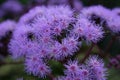 Flossy purple flowers