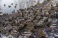 A flot of wild ducks have their dinner on river bank in winter time Royalty Free Stock Photo