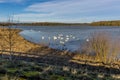 A flotilla of swans on Pitsford Reservoir, UK