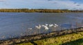 A flotilla of swans swim beside the causeway of Pitsford Reservoir, UK