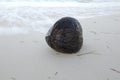 Flotsam coconut on beach