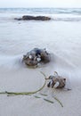 Flotsam and jetsam - driftwood on the beach in breakwater