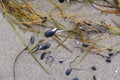 Flotsam and jetsam - shells, tang, algae and feather found on the beach on the Baltic Sea