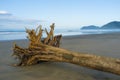 Flotsam on tropical beach