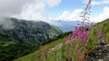 Mountain flowers Royalty Free Stock Photo