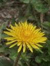 Flouers of sprin Dandelion Royalty Free Stock Photo