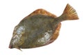 Flounder