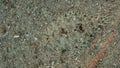 Flounder camouflaged on the sand Royalty Free Stock Photo