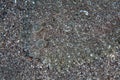 Flounder Camouflaged on Sand