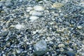 Flounder Camouflaged Underwater, Perfect Camouflaged Underwater life