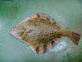 Flounder on the deck. Fishing on the boat. Bottom fish Royalty Free Stock Photo