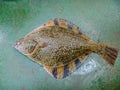 Flounder on the deck. Fishing on the boat. Bottom fish