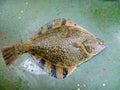 Flounder on the deck. Fishing on the boat. Bottom fish