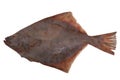 Flounder fish cold isolated