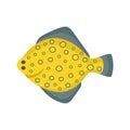 Flounder fish flat style vector illustration. Salt water fish.