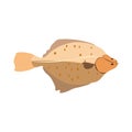 Flounder fish fresh marine seafood vector illustration Royalty Free Stock Photo
