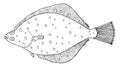 Flounder fish hand drawn. Black and white. Beautiful flatfish drawing on white background. Vector illustration