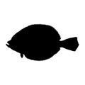 Flounder Fish Paralichthys Silhouette Found In Map Of Northern Atlantic and Pacific Oceans