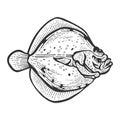 Flounder flatfish plaice fish sketch vector