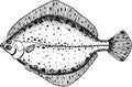 Flounder hand drawn fish
