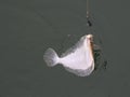 Flounder hanging on the hook while fishing Royalty Free Stock Photo