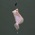 Flounder hanging on the hook while fishing Royalty Free Stock Photo