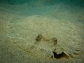 Flounder laying on the sand. Royalty Free Stock Photo
