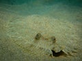 Flounder laying on the sand.