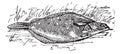 Flounder or Limanda sp., vintage engraving