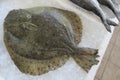 Flounder plaice, flatfish, Scholle, Flunder