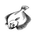 Flounder seafood illustration