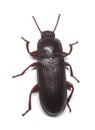 Flour beetle (Tribolium destructor) Royalty Free Stock Photo