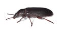 Flour beetle (Tribolium destructor) Royalty Free Stock Photo