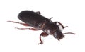 Flour beetle (Tribolium destructor) Royalty Free Stock Photo