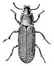 Flour Beetle, vintage illustration