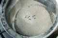Flour beetles, parasites in wholemeal flour through a metal sieve