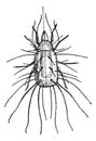 Flour Mite or Acarus siro, vintage engraving